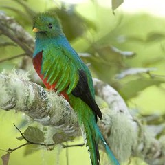 Zona Jopeniúm (Proyectos antiguos)