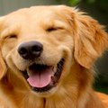Love Pets