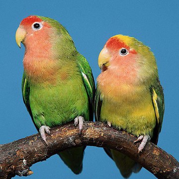 Zeeshan Parrot Trader