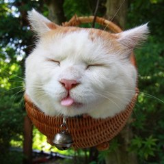 Funny animal