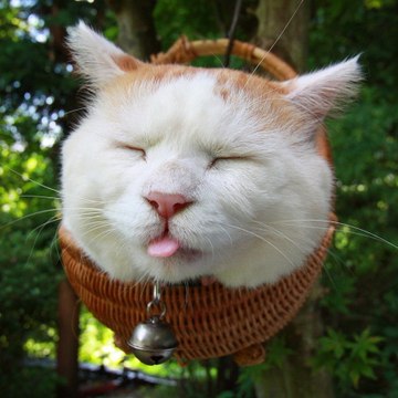 Funny animal