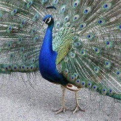 Nazeer Bajeer