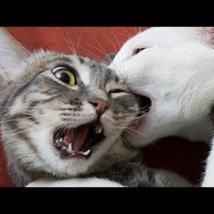 Animals Compilation Funny