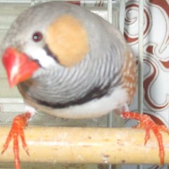Morocco Birds