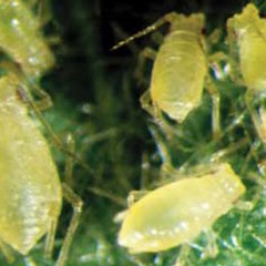Aphid