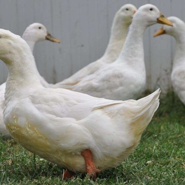 Bebek
