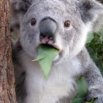 Koala