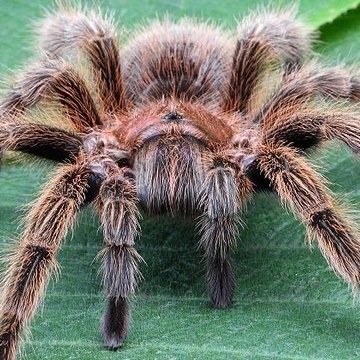 Tarantula