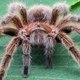 Tarantula