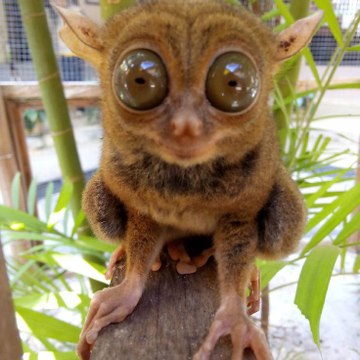 Tarsius