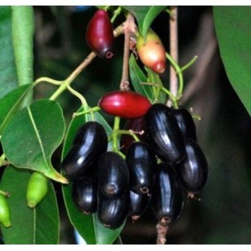 Jamblang