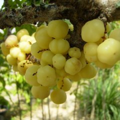 Cermai