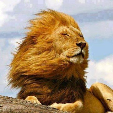 LE ROI LION