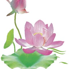 Nhặt Lá Bồ Đề