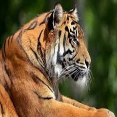 Animals Tube