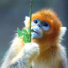 Animal Plant