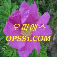 군자오피 OPSS1(닷컴) 오피에스 바로가기