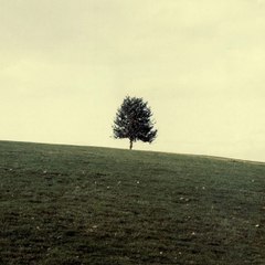 Bob's Shack of uuh, Stuff?