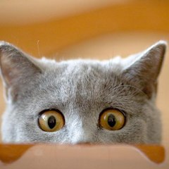 Natkhat Billi