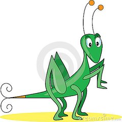 Grasshopper