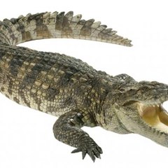 Buaya