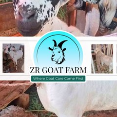 ZR Goat Farm