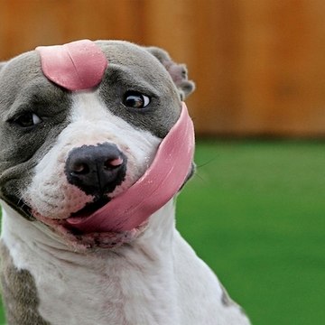 Animal funny
