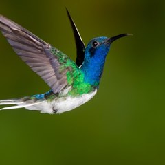 World Birds