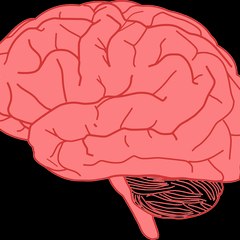 Brain