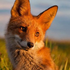 serienfuchs vrj
