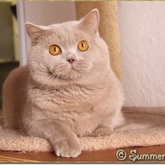 BRITISH SHORTHAIR