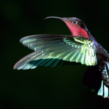 Au jardin des colibris