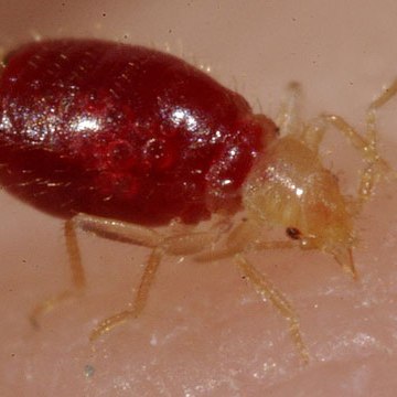 Bed Bugs