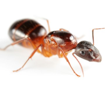 Ants Seattle