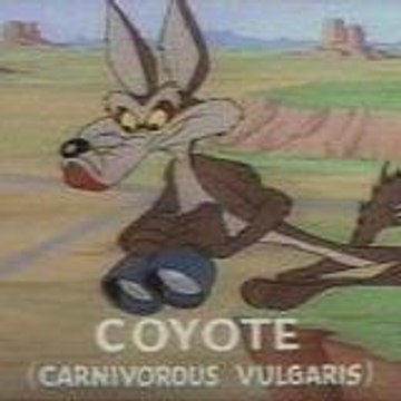 Petitcoyote91