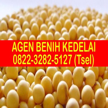 0822-3282-5127 (Tsel), Agen Benih Kedelai