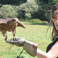 Falconry dayout