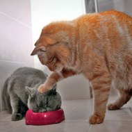 Vous trouvez CHAT DROLE...