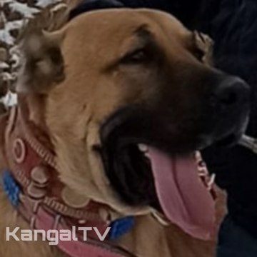 KangalTV