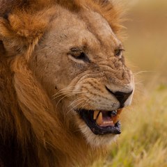 the Animal world