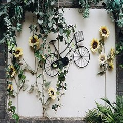 Lifestyle videos online