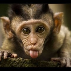 Funny Lanka