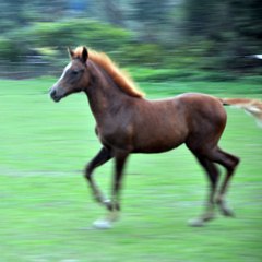 Cavaliers écurie de l'Ortenbourg