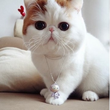 生き物にサンキュー