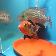 Mbuna Marcus - Aquariums, Cichlids and More