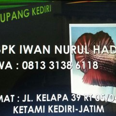 jual agen grosir bibit ikan cupang