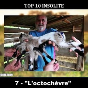 TOP 10 INSOLITE