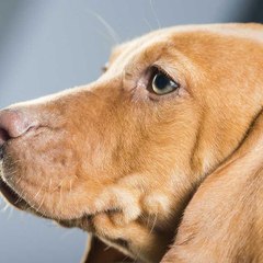 Magyar vizsla - Nyíri Pajkos Kennel