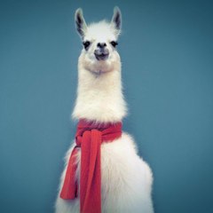 Llama Arts