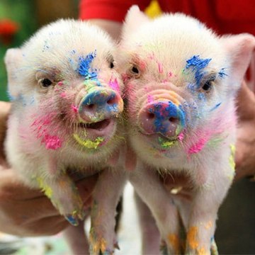 risiblevideoshow962